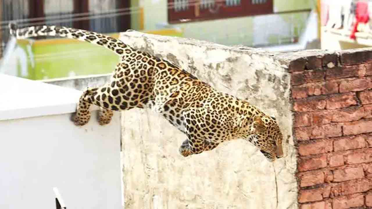 తంగళ్లపల్లిలో చిరుత కలకలం