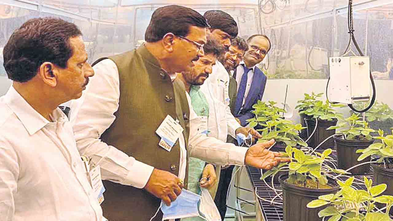 అధిక సాంద్రత పత్తిసాగుకు ప్రాధాన్యం