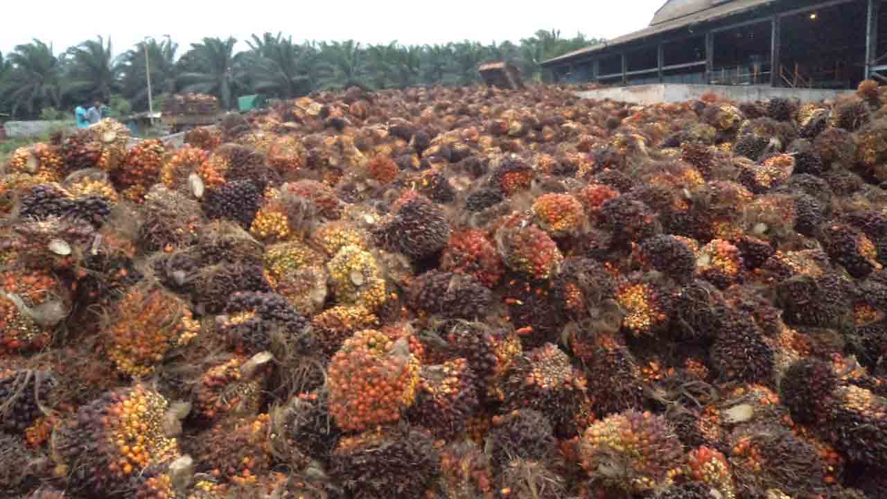 ఆయిల్‌పాం గెలల ధరలు పతనం