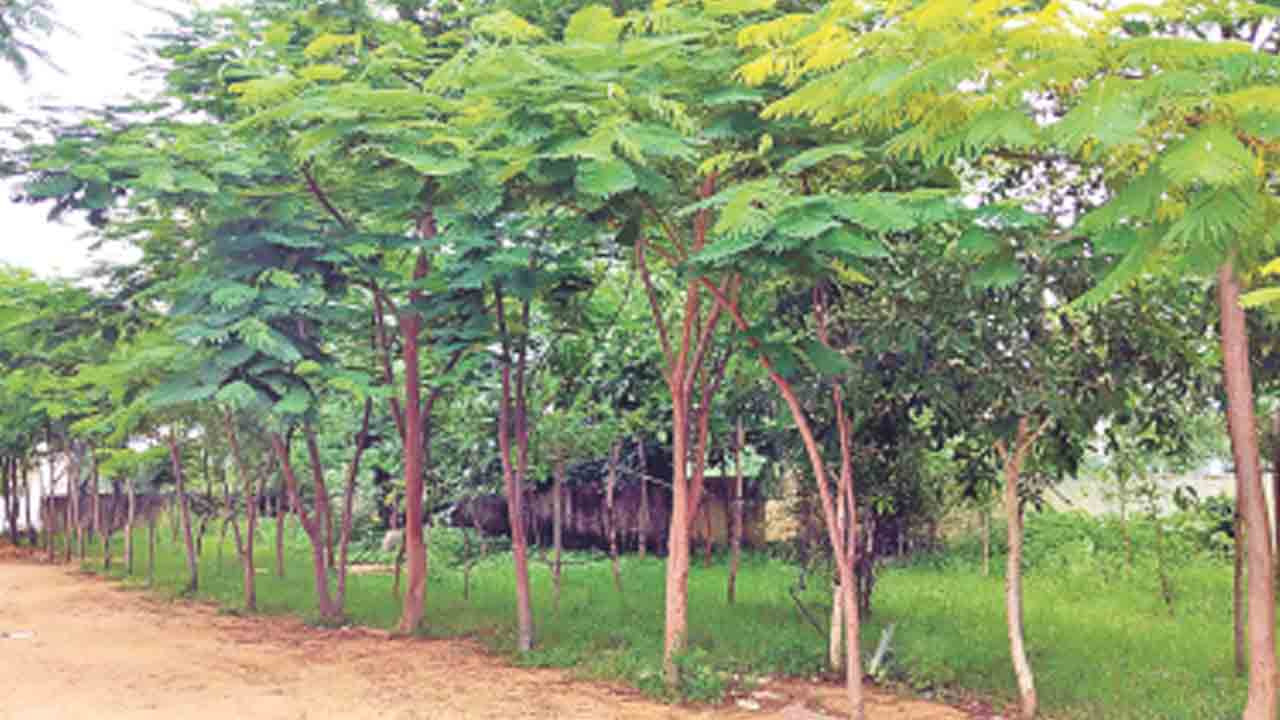 నాడు మొక్కలు నేడు వృక్షాలు
