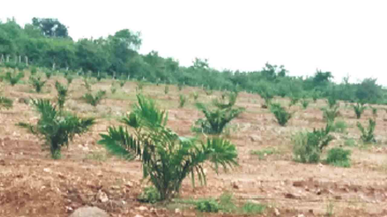 ఆయిల్‌పామ్‌పై ఆసక్తి