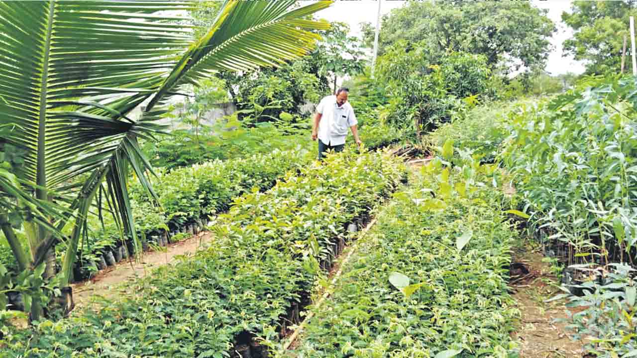 పండుగలా హరితహారం