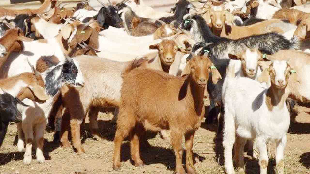 జీవాల ఆరోగ్యం జర భద్రం