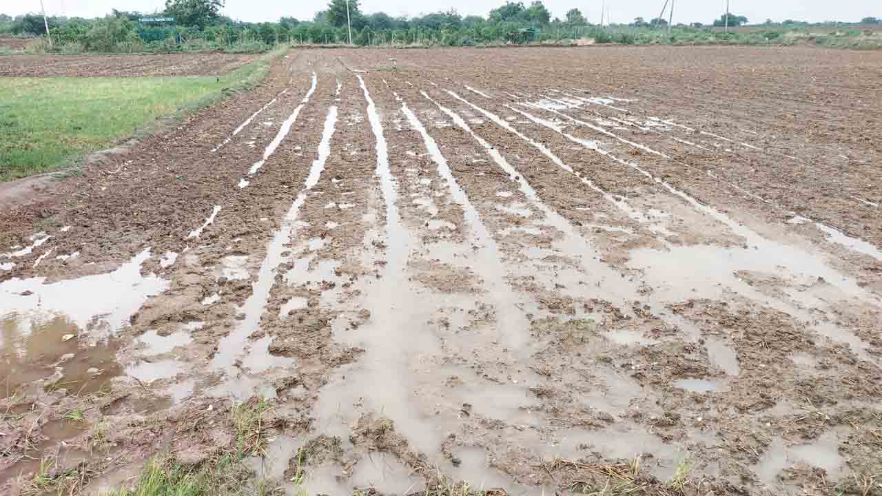 పంటలు పదిలం