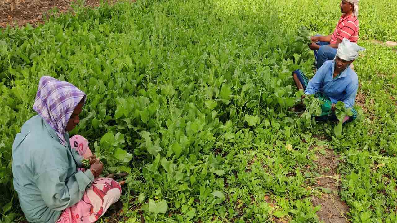 ఆకు కూరల సాగుతో..ఆర్థిక స్వావలంబన