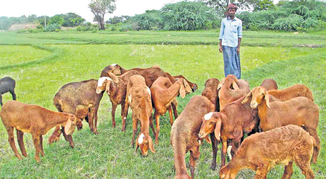 గొర్రెల పెంపకంలో మనమే టాప్‌