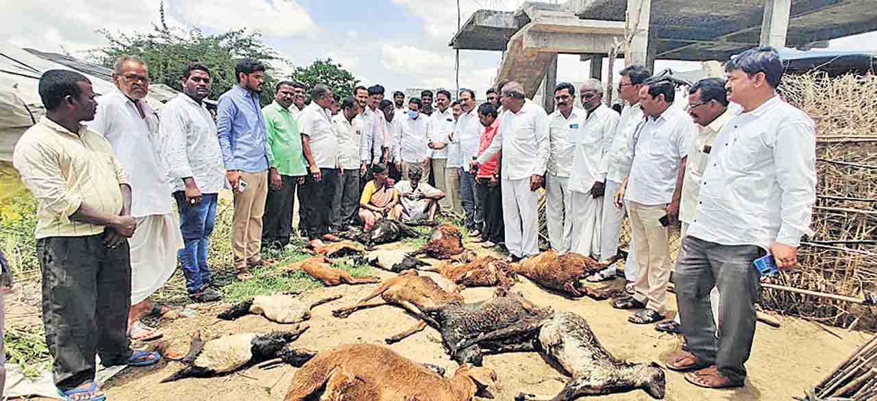 కుక్కల దాడిలో 20 గొర్రెలు మృత్యువాత