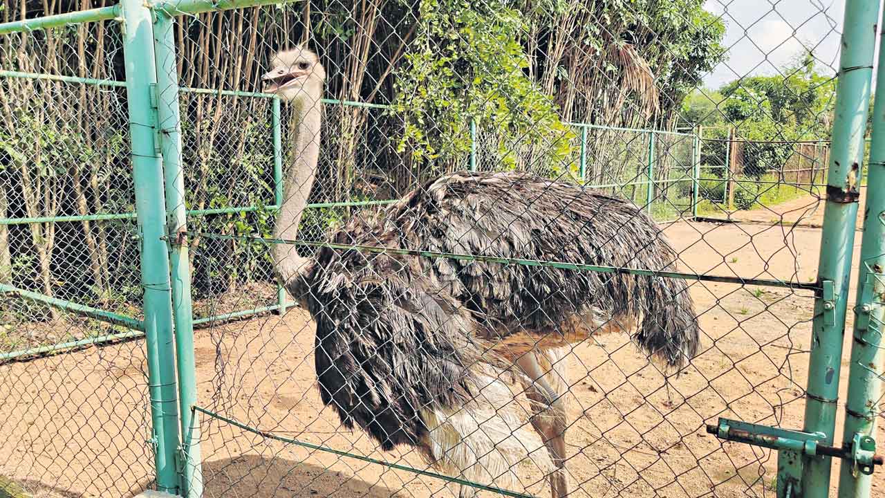 చీకోటి ప్రవీణ్‌ ఫాంహౌజ్‌లో తనిఖీలు