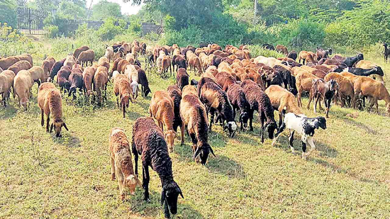 మూగజీవాలను రక్షించుకోండిలా..