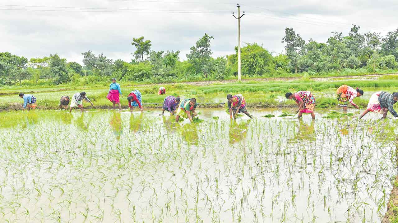 లక్ష దాటిన సాగు