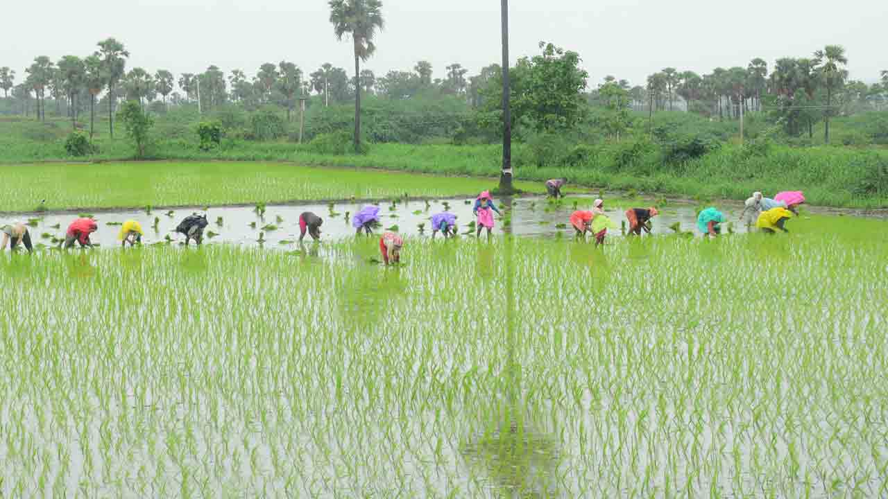 జోరుగా సాగు పనులు