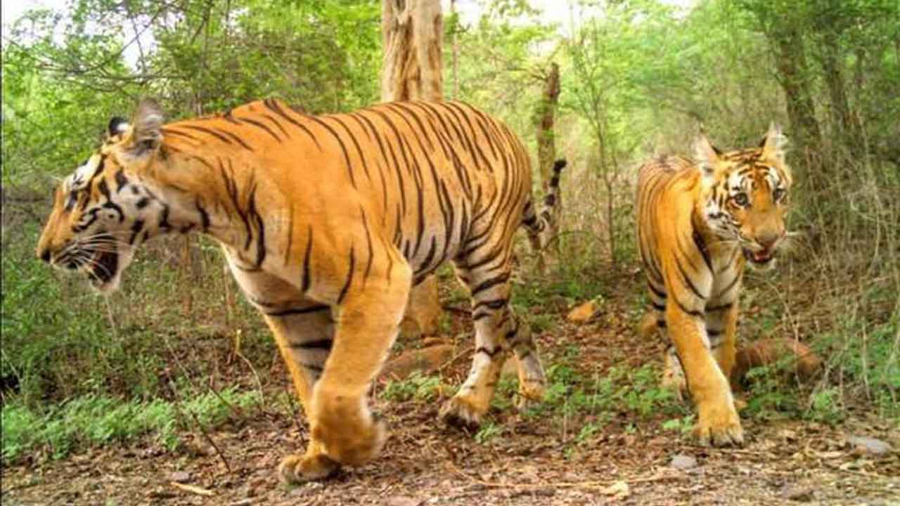 ఏపీలో పులుల సంఖ్య పెరుగుదల : మంత్రి పెద్దిరెడ్డి