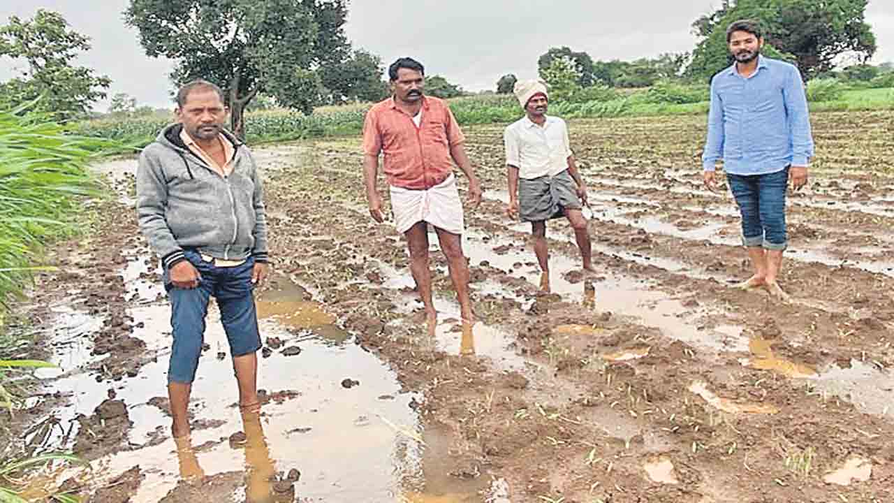పంటలను కాపాడుకోవాలి