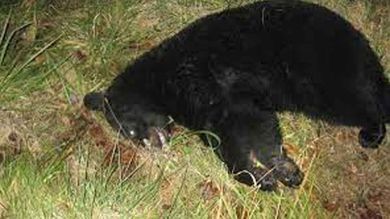 అనుమానాస్పద స్థితిలో ఎలుగుబంటి మృతి