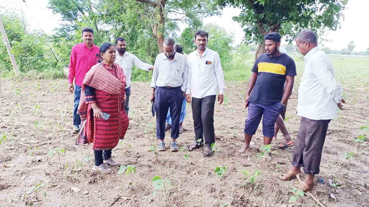 పత్తి పంటలో నీటిని త్వరగా తీసేయాలి