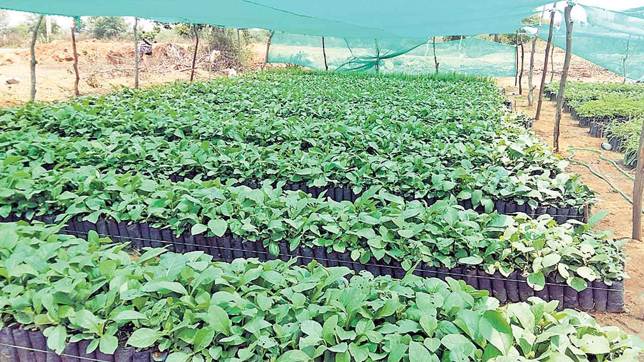 హరిత సంకల్పం దిశగా.. సర్కార్ అడుగులు
