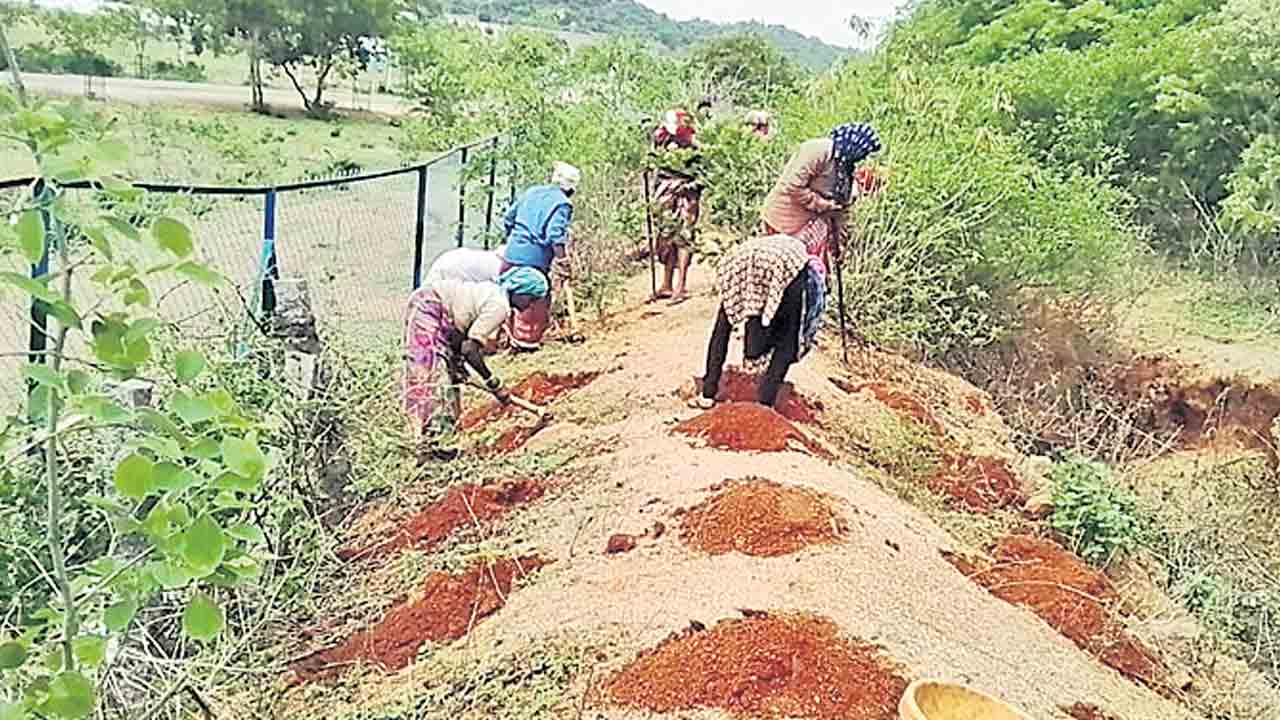 ఇబ్రహీంపట్నం అటవీ ప్రాంతాల్లో జోరుగా హరితహారం