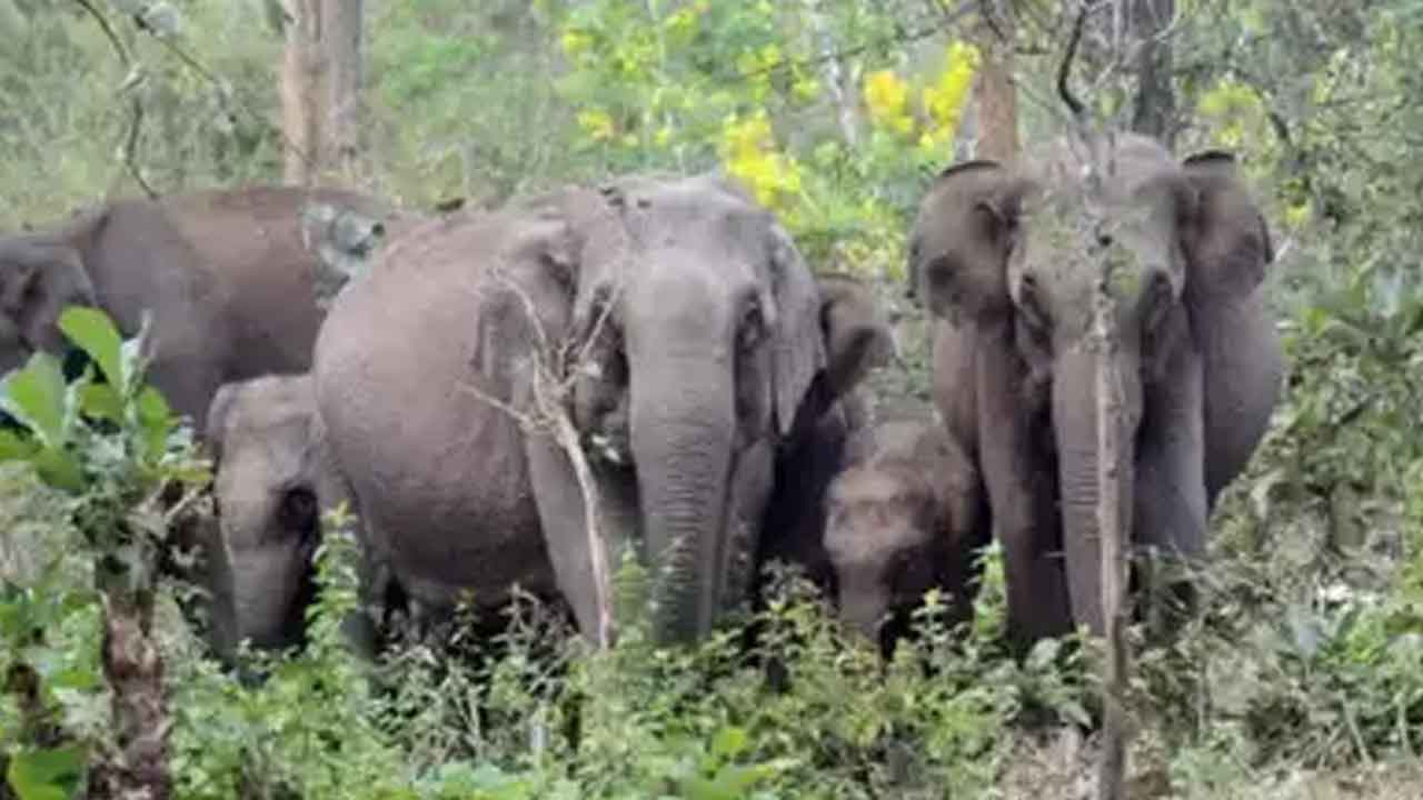 ఏనుగుల దాడిలో ఒకరి మృతి..మరొకరికి తీవ్రగాయాలు