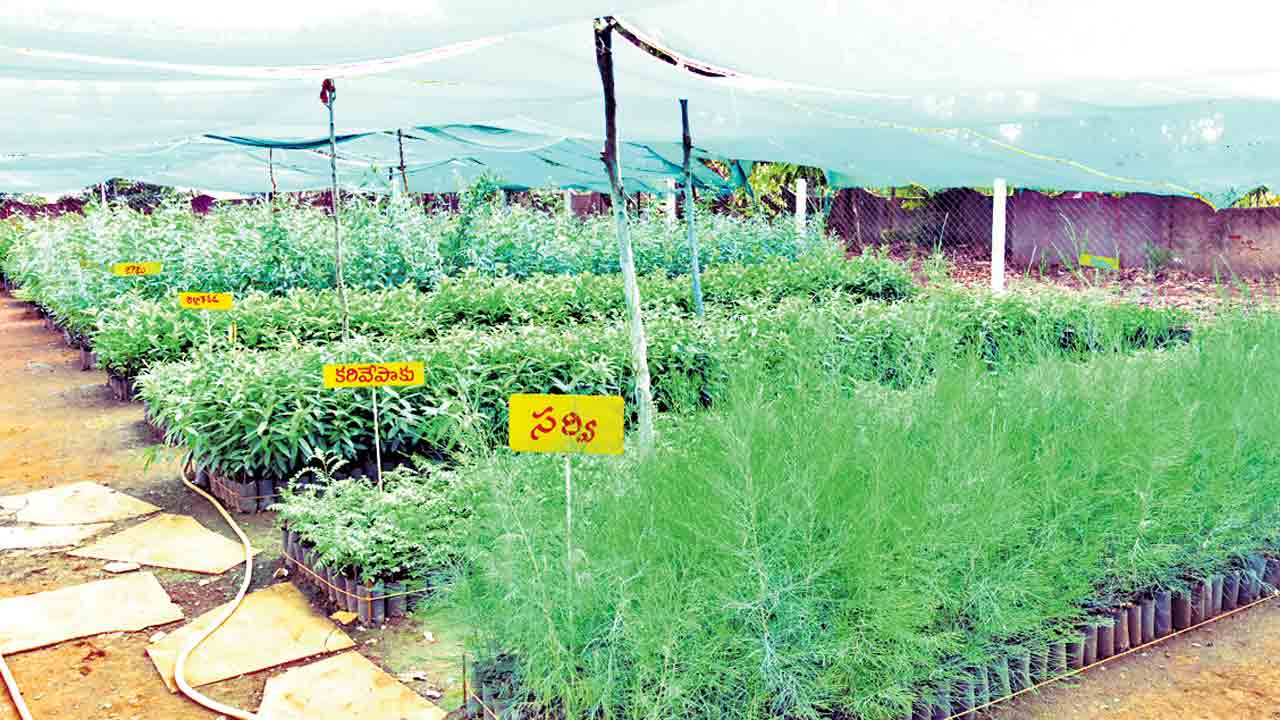 పచ్చదనం రూ. 18.9 కోట్లు