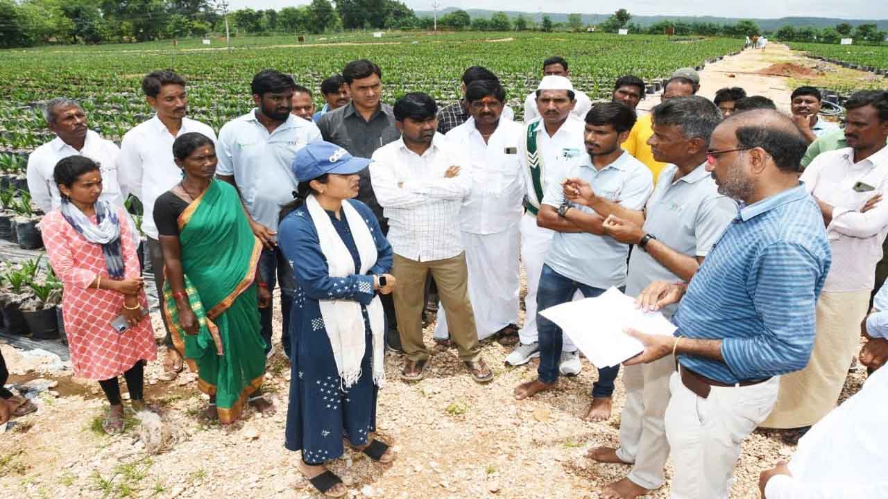 ఆయిల్పామ్ సాగు చేసుకోవాలి