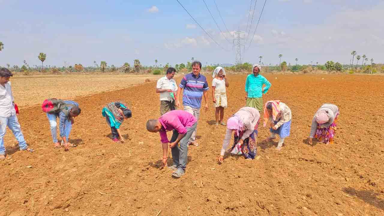 పత్తి సాగుకు సై