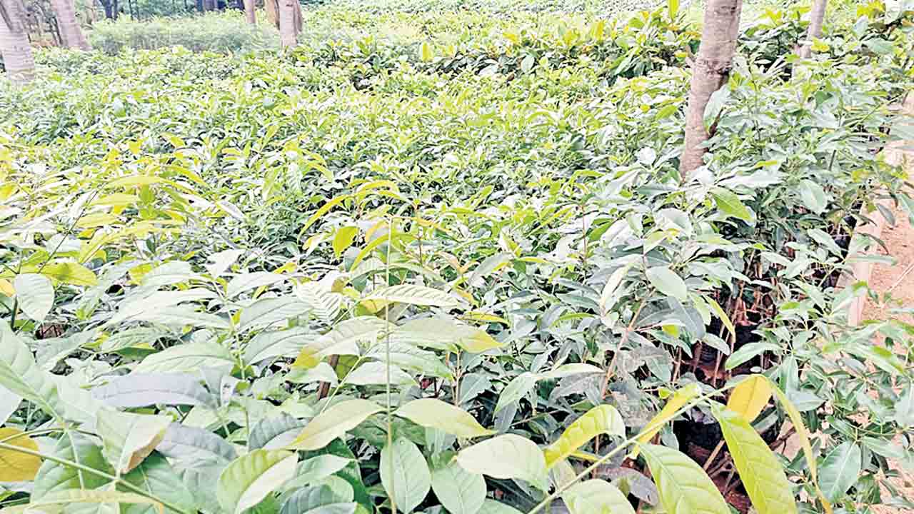 హరితహారానికి సర్వం సిద్ధం