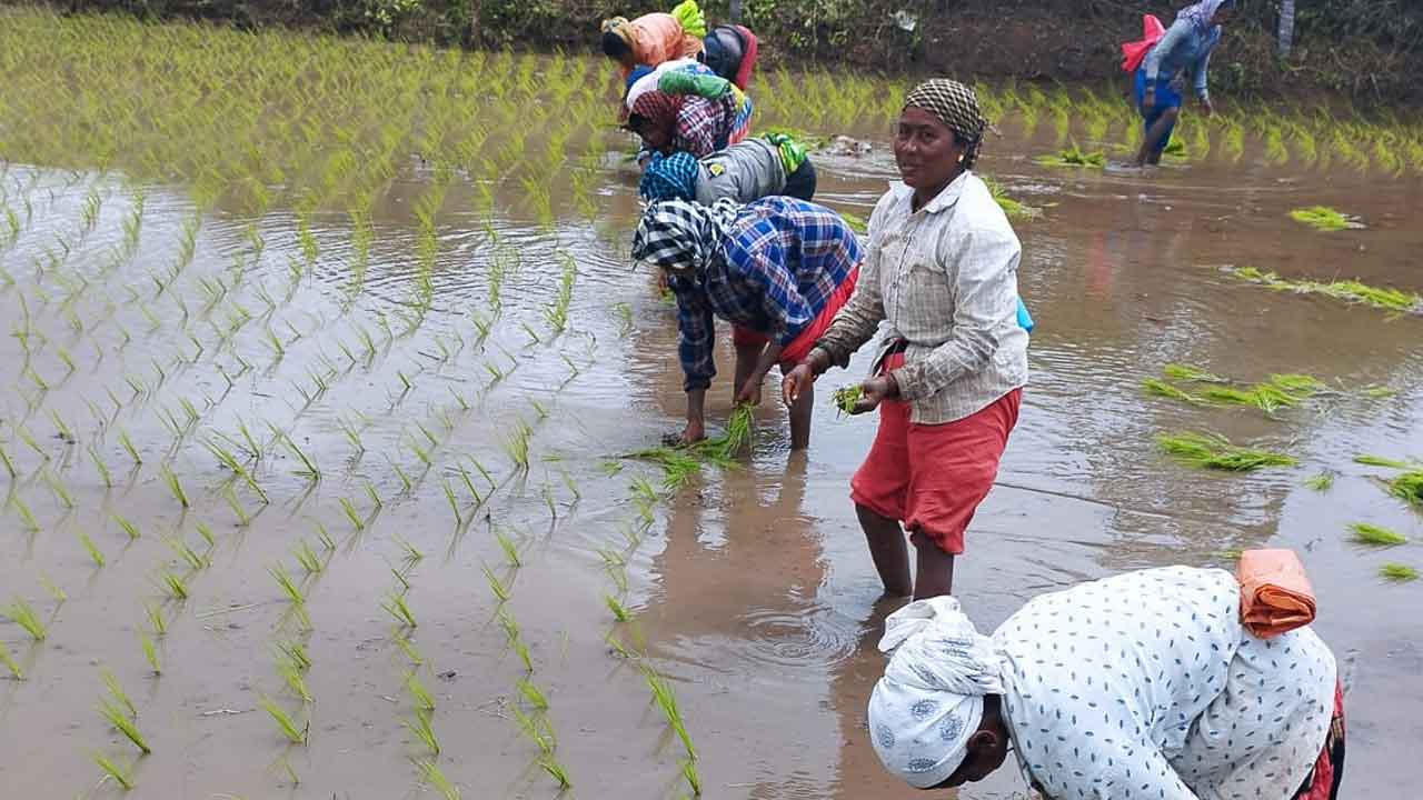 వలస కూలీకి చేతినిండా పని