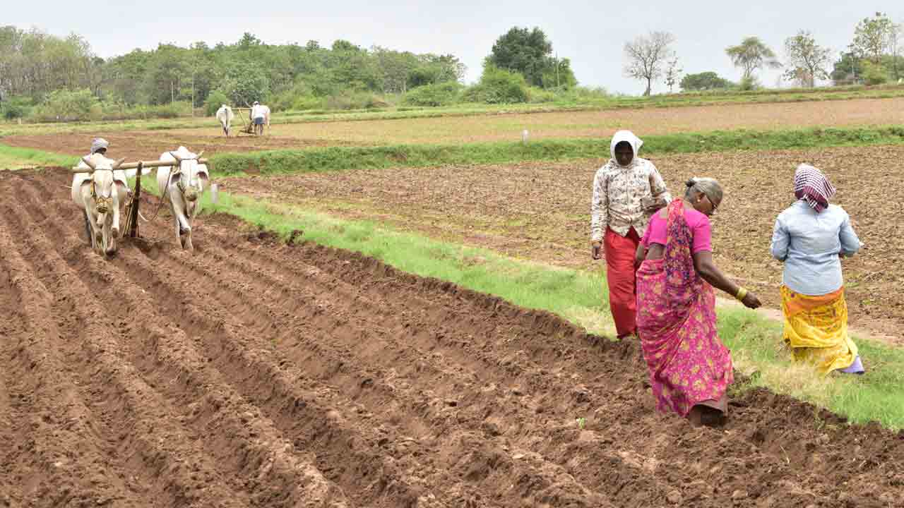 కాడెడ్లకు తగ్గని క్రేజ్