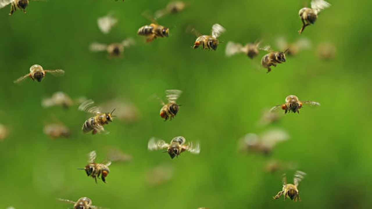 తేనేటిగల దాడిలో గ్రామస్థులకు గాయాలు