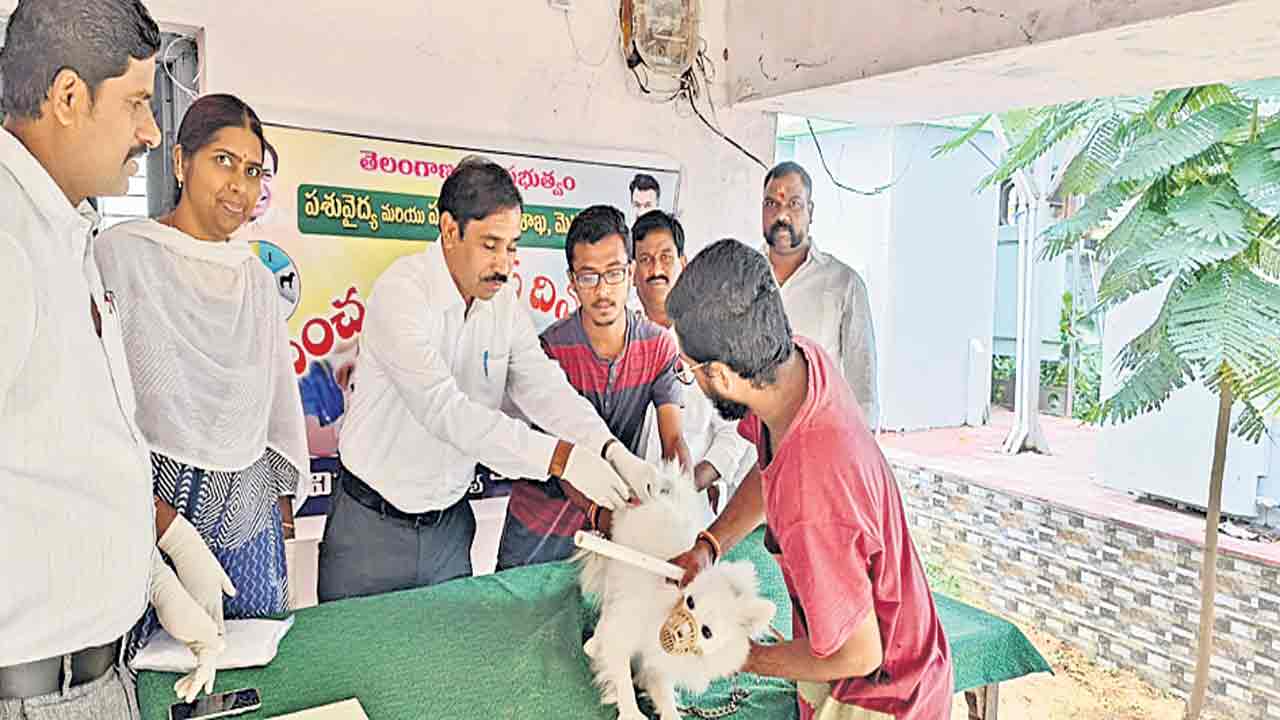 పెంపుడు జంతువులకు టీకాలు వేయించాలి