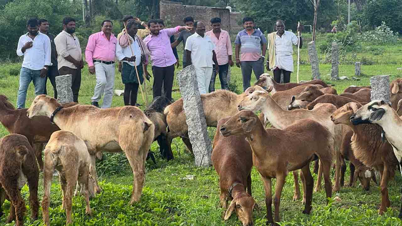 రెండో విడుత గొర్రెల పంపిణీకి రూ.4,593 కోట్లు