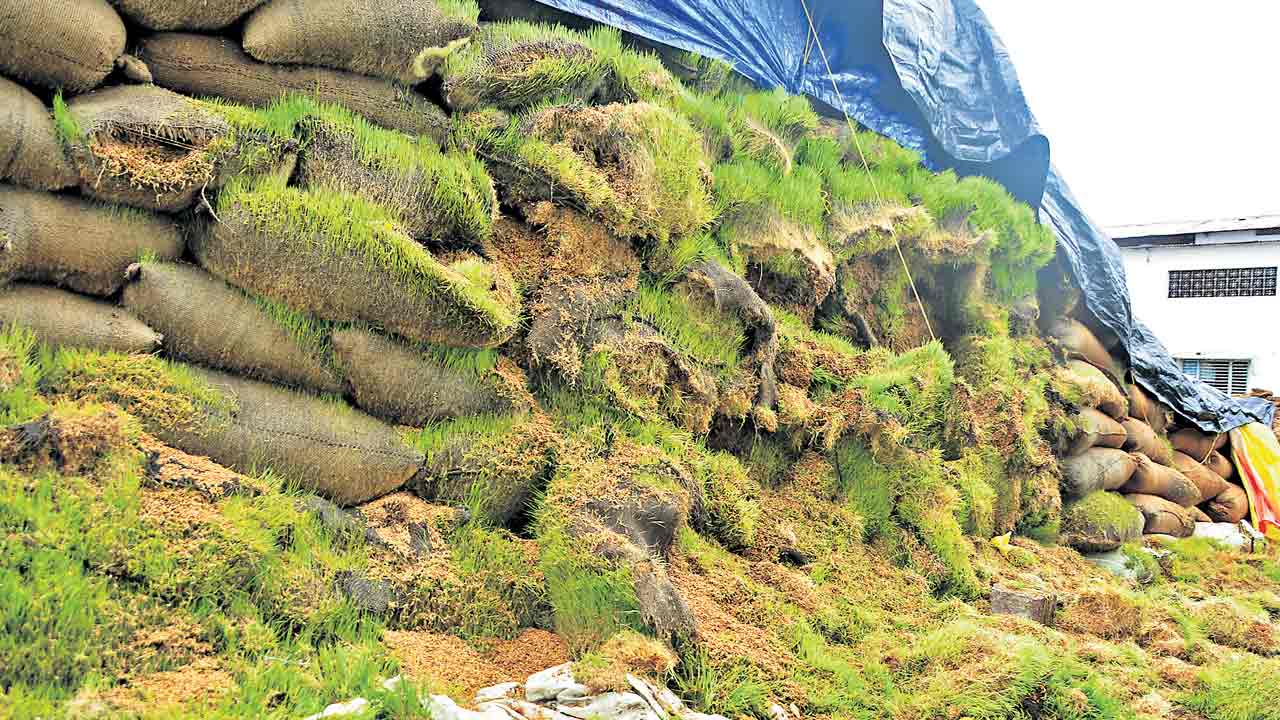 మిల్లుల్లో ధాన్యానికి మొలకలు