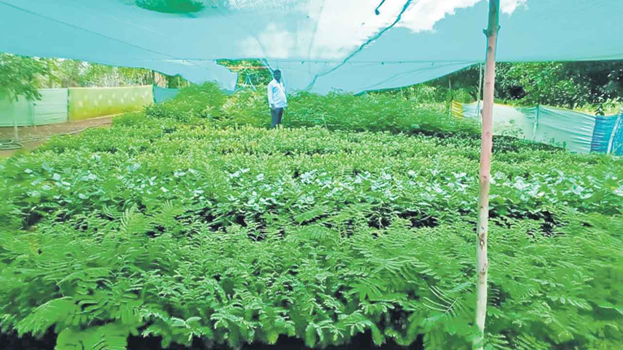 హరితహారానికి సన్నద్ధం