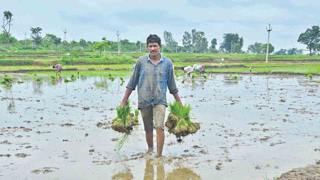 సాగు జోరు