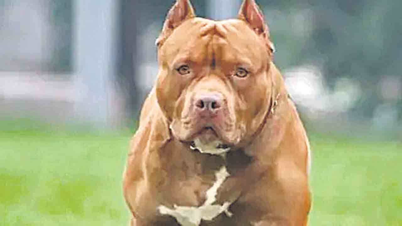 పెంపుడు కుక్క దాడిలో వృద్ధురాలు మృతి