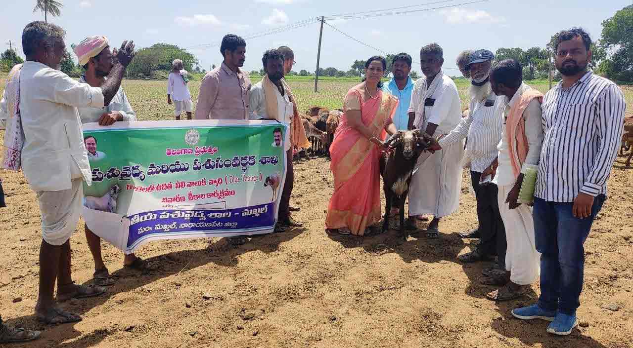 గొల్లకురుమలు సద్వినియోగం చేసుకోవాలి