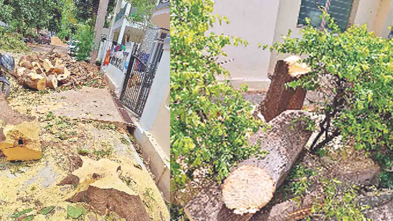 చెట్ల నరికివేత.. రూ. 5 వేల జరిమానా
