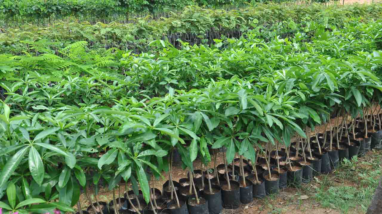 ‘హరిత’ జోష్‌..