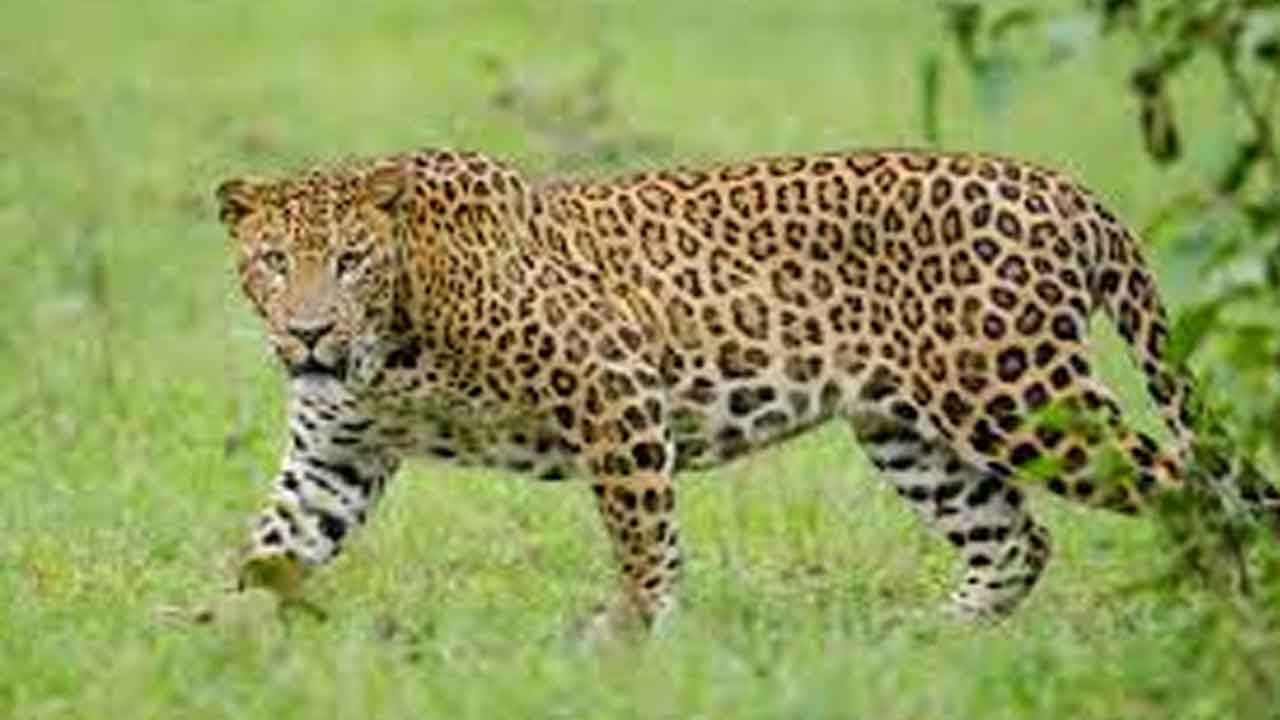 చిత్తూరు జిల్లాలో ఆవును చంపిన చిరుత