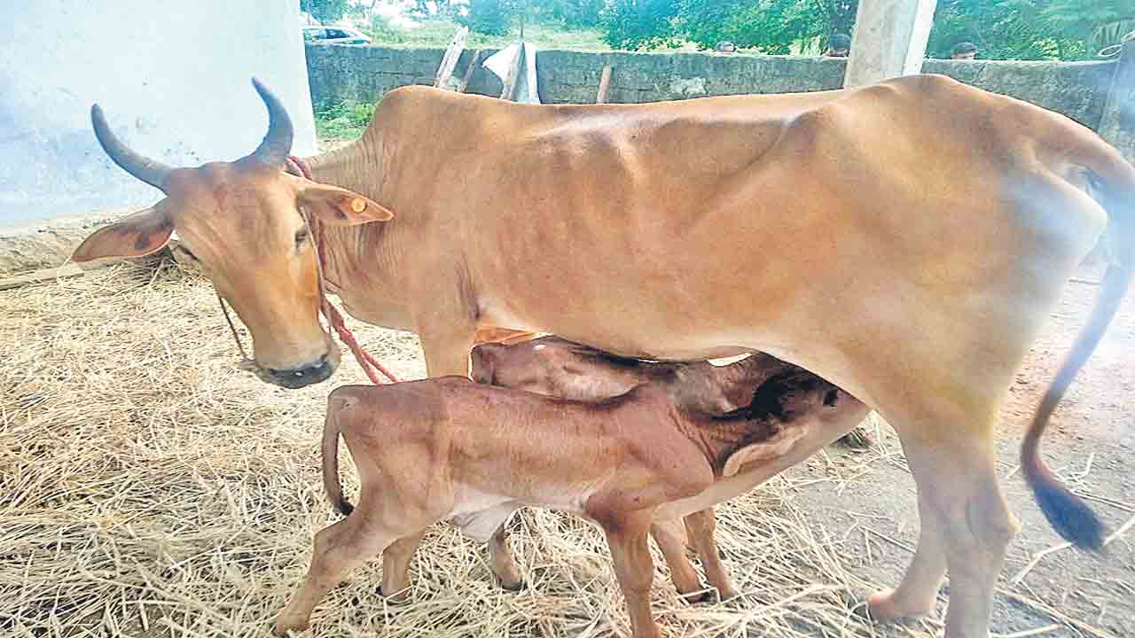 ఆవుల్లో అద్దె గర్భం