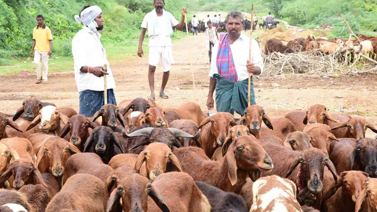 ఎలమందహాసం.. రాయితీ గొర్రెల పంపిణీకీ గ్రీన్‌సిగ్నల్‌