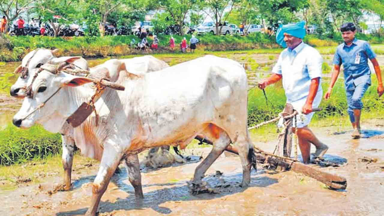 నాగలి పట్టి.. పొలం దున్ని