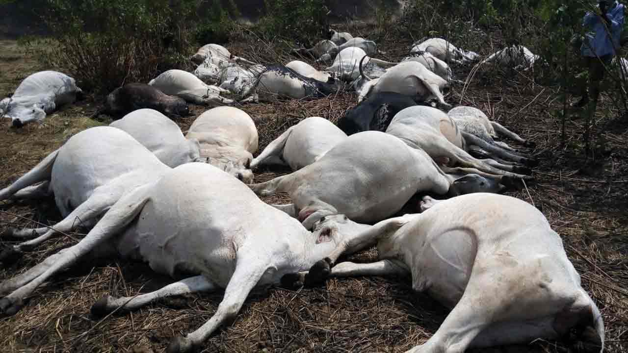 మేతకు వెళ్లి 140 ఆవుల మృత్యువాత