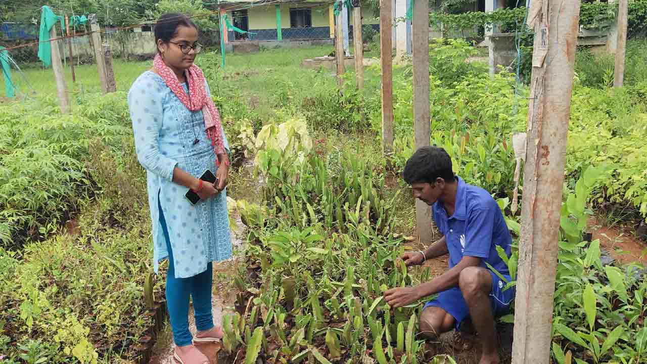 ఈ ఊరి నర్సరీ పండ్ల మొక్కల ఫ్యాక్టరీ