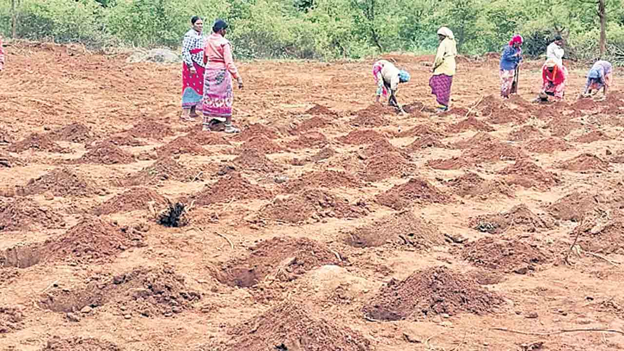 ఆకు పచ్చని వైభవం తెచ్చేలా..