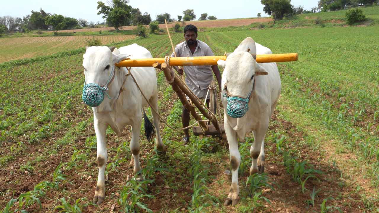 బీమాతో భరోసా