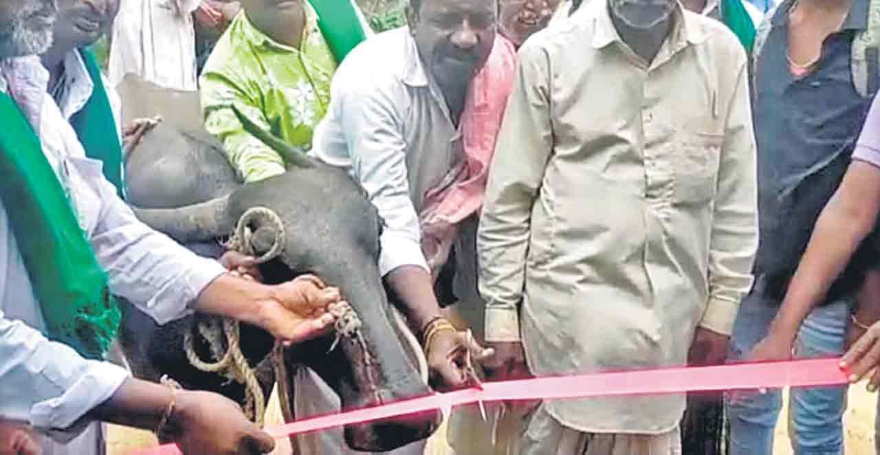 బస్‌స్టాండ్‌ నిర్మించి.. బర్రెతో ప్రారంభించారు..!