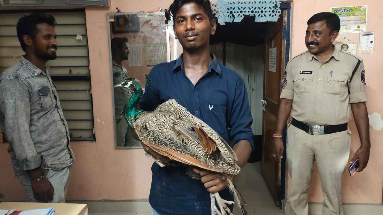 నెమలిని రక్షించిన పోలీసులు