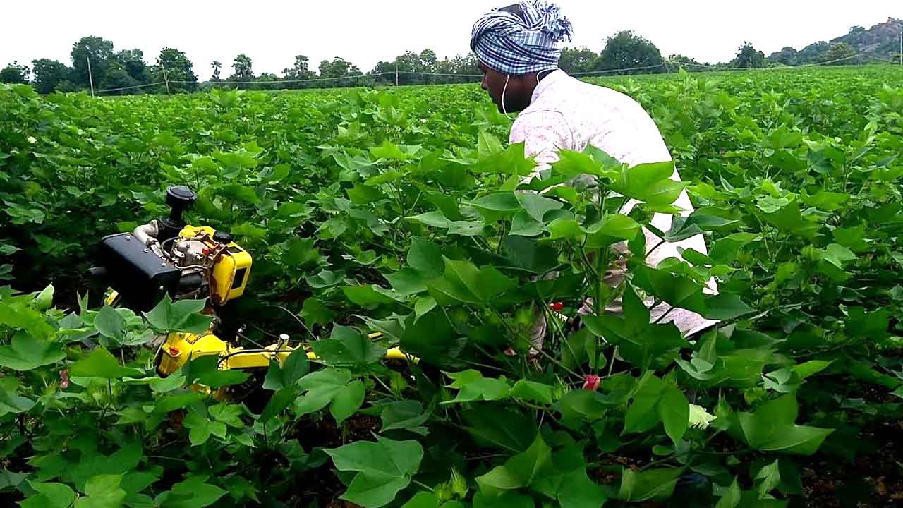 పత్తి సాగుపై నజర్