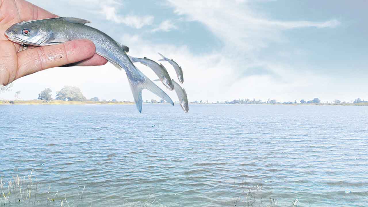 మత్స్య సంపదకు చేయూత